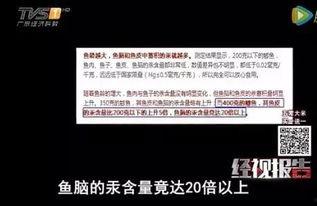 鱼爆料视频大全,揭秘网络热点背后的真相