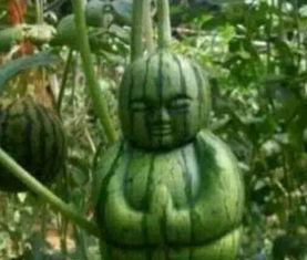 郴州网红吃瓜事件真相,真相背后的网络狂欢与反思